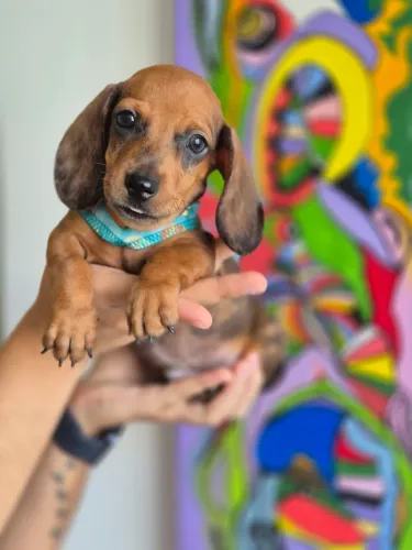 Lindos Filhotes de Dachshund (salsicha)