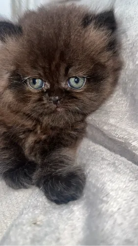 Filhote de Gato Persa Lindo