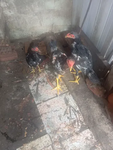 Frangos índio gigante a venda