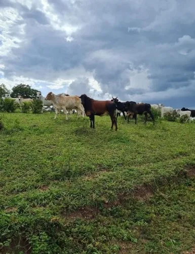 Fazenda de 20 alqueires em Hidrolândia