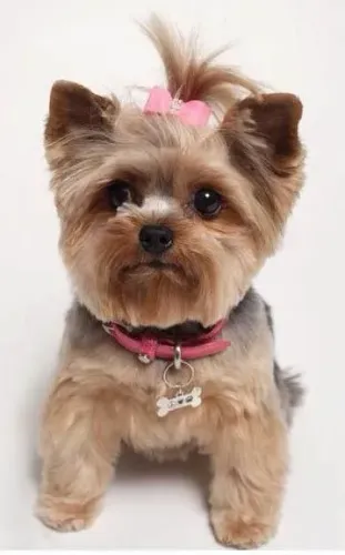 Yorkshire Terrier Fêmea - Linda e Carinhosa