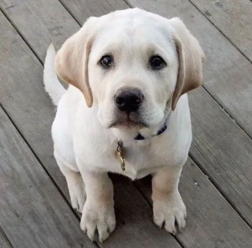 Filhote Labrador caramelo 
