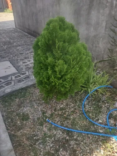 Vendo pinheiro natural 