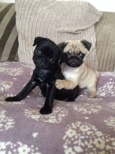 Pug disponível! 