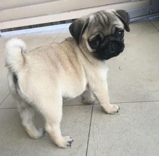Filhotes de pug , todos estivesse