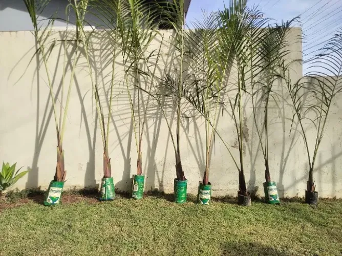 mudas de palmeira triangular triângulo