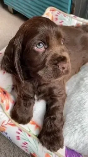 Filhos de cocker spaniel chocolates