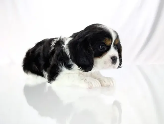 Cavalier King com pedigree, vacina ética e atendimento pós-venda