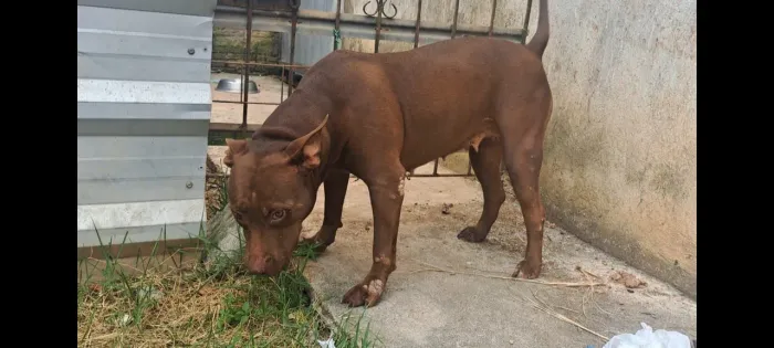 Doação de pit bul, com casa