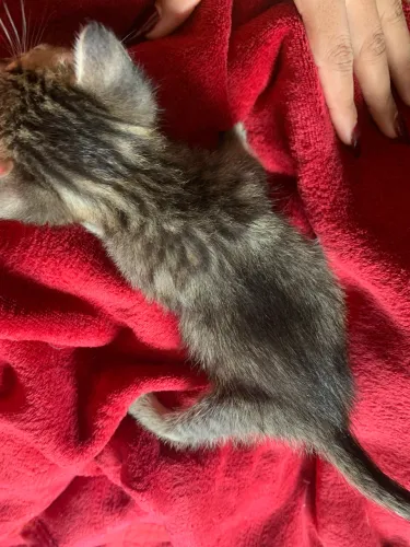 Doação responsável 