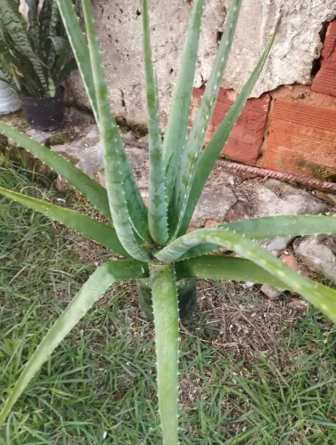 Muda de Aloe Vera (Babosa) - Para uso medicinal e cosmético