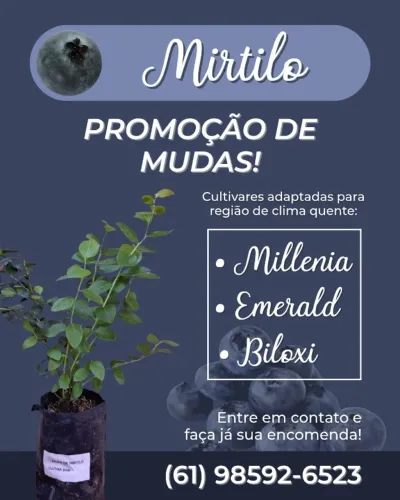 Mudas de mirtilo, framboesa e amora preta
