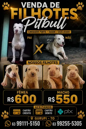 Pit bull