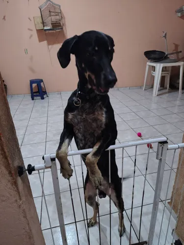 Quero doar esse cachorro 