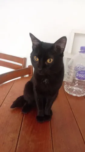 Lindo gato macho p doação
