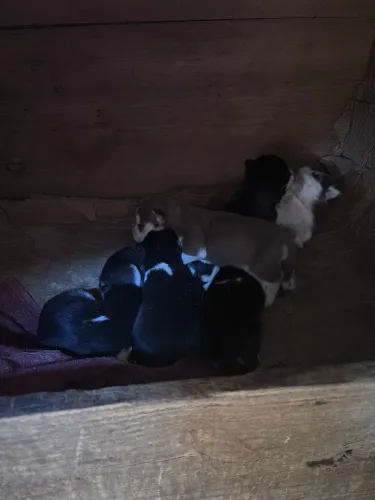 Vendo filhotes de husky siberiano 