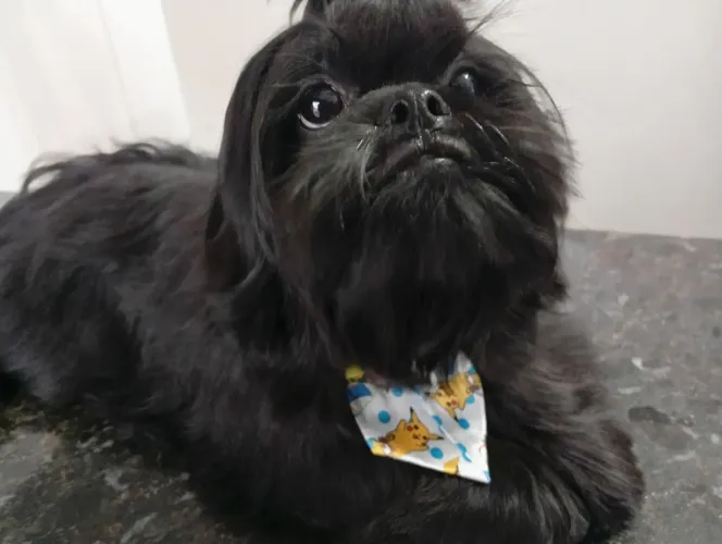 Vendo filhote de cachorro