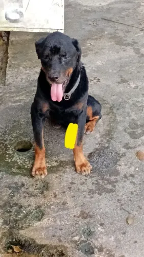 Quero doar esse cachorro rottweiler por motivos que não tenho espasso