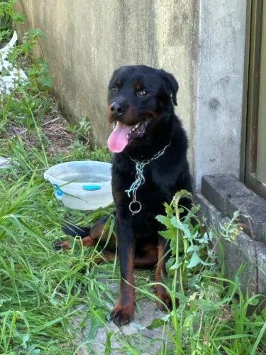 Cachorro Rottweiler