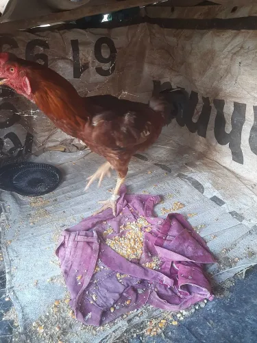 Vendo um galo caipira