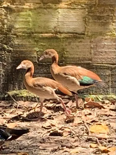 Ganso do Egito casal com 1 ano 