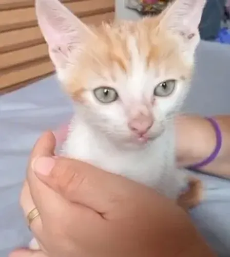 Gatinhos para adoção responsável!