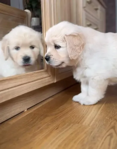 Filhotes de Golden Retriever | Um novo amigo para acompanhar sua rotina!