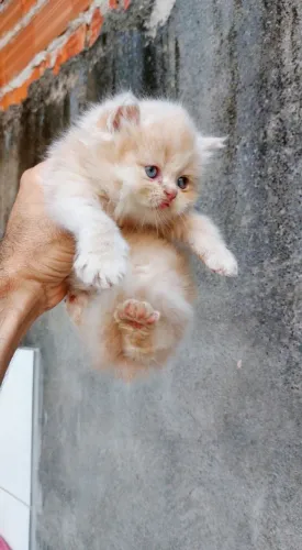 Filhote de gato persa