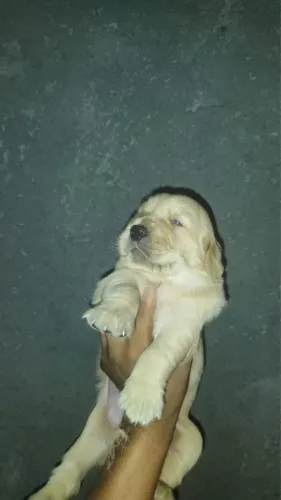 Golden Retriever lindos bebês disponíveis