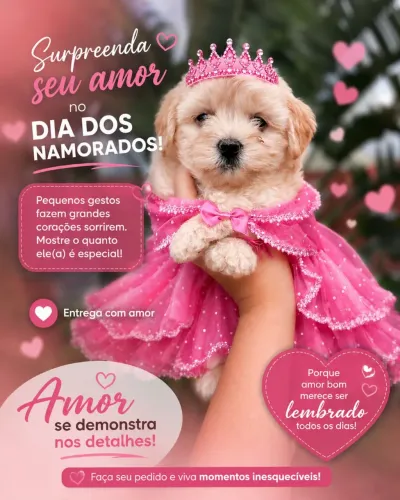 Poodle toy lindos: Mime o amor da sua vida hoje!