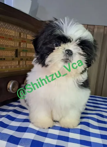 Promoção de filhotes de Shih tzu