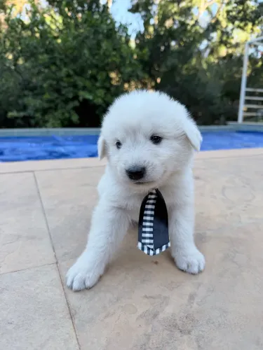 VENDO FILHOTE DE PASTOR MAREMANO