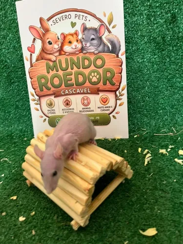 Twister hairless machos 