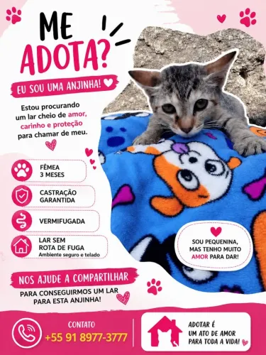 Gatos filhotes para adoção