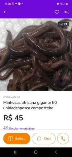Minhocas africana gigantes pesca ou compostagem 50 unidades