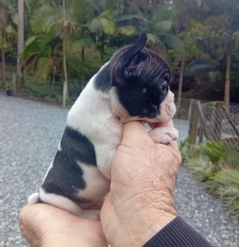 Bulldog francês
