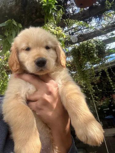 Filhotes Golden Retriever 
