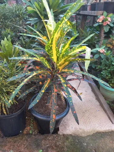 Vendo plantas ornamentais....flores e folhagens