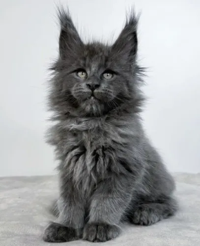 Maine Coon O Gato Gigante Filhotes 