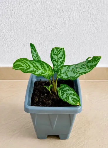 Vendo Plantas 06