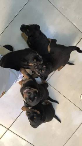 Rottweiler 