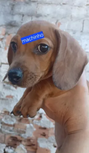 Dachshund(basset cofap teckel)