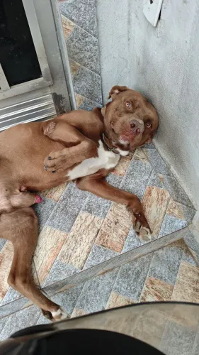 Pitbull 2 anos 