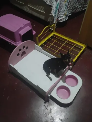 Cama e casinha de cachorro