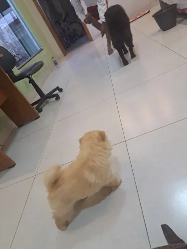 Filhote fêmea chowchow