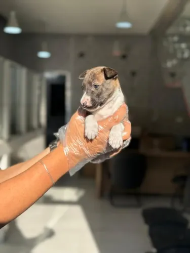 Bull Terrier Fêmea Compacta e Encantadora | Entrega Segura e Loja Física