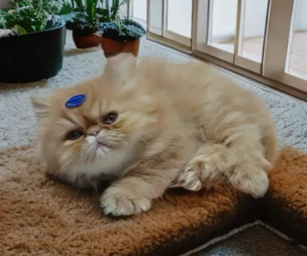 Gato Persa Macho laranja (Garfield)