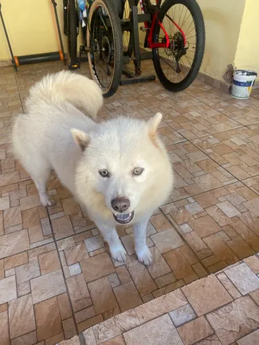 Disponível cachorros raça chow chow