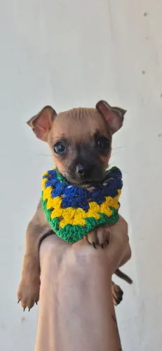 Filhote Macho de Pinscher