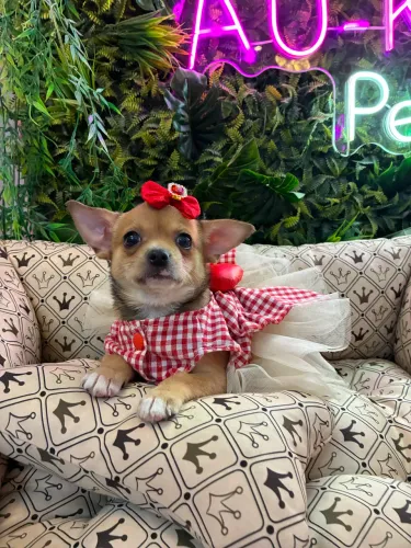 Chihuahua ! Fêmea belíssima ! 